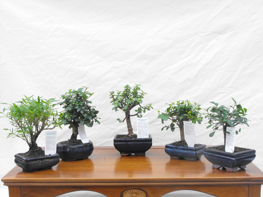 Bomboniera - bonsai