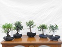Bomboniera - bonsai