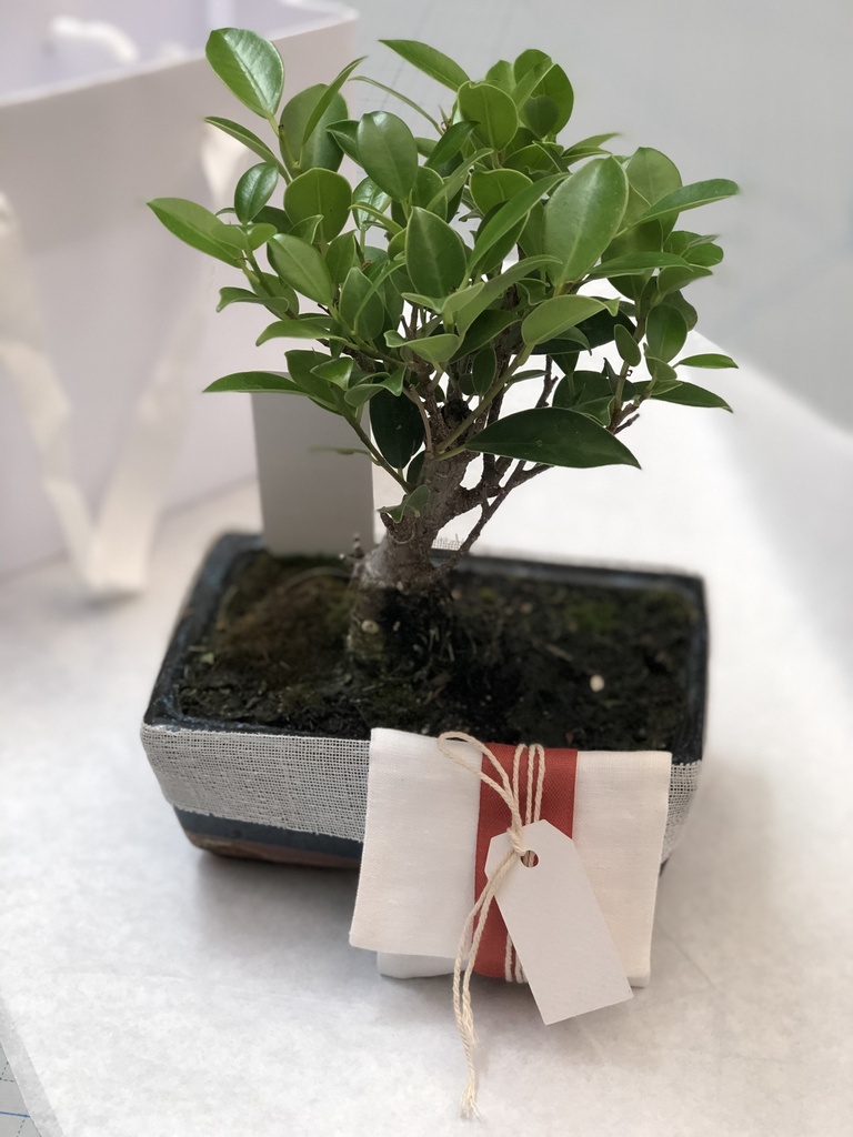 Bomboniera - bonsai (12 cm palla, confezione 1)