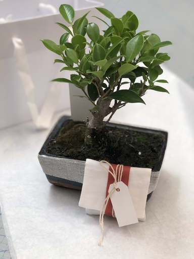 Bomboniera - bonsai